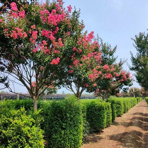 红火箭紫薇树苗天鹅绒花苗红花百日红苗当年开花行道乔木庭院耐寒工程