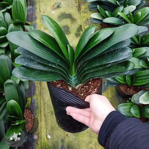 原盆原土发货当年开花君子兰盆栽老苗室内盆栽植物圆头和尚好养花