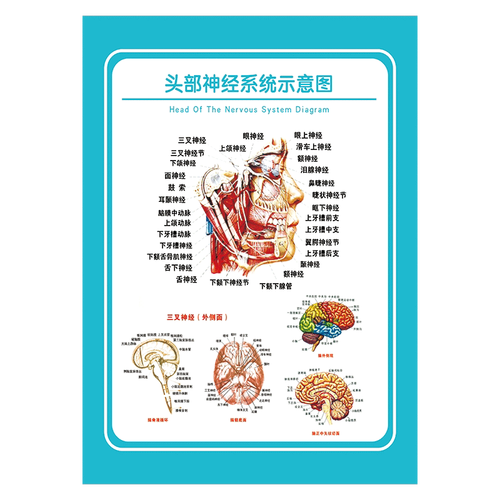 wsa52-02 头部神经系统示意图 80*120cm  pp覆膜贴纸