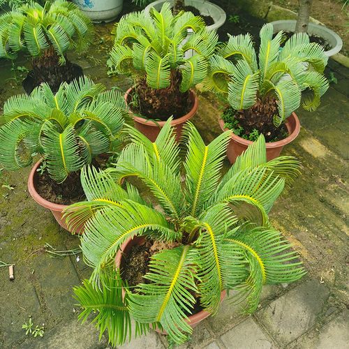 羊角铁树盆栽室外庭院耐寒植物室内客厅四季常青绿植阳台好养开花