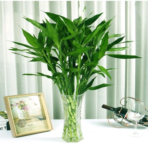文昌竹带根观音竹荷花竹富贵竹水培植物办公室内水养绿植净化空气