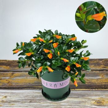 稀有红花金鱼吊兰红色金鱼花盆栽植物室内四季开花吸甲醛桌面绿植 140