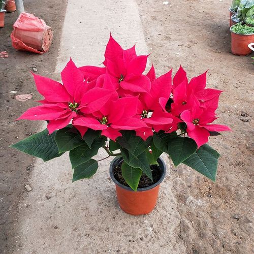 一品红 大苗盆栽 万年红圣诞花 一品红盆栽绿色植物 向阳红年宵花卉带