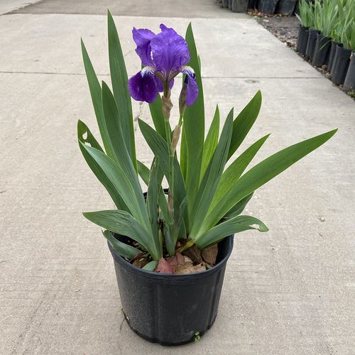 德国鸢尾花苗盆栽春天花室外地栽花卉庭院花园四季多年生球根植物