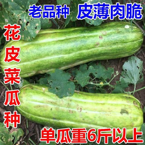 花皮菜瓜种子 老品种 蔬菜水果瓜果  生瓜脆瓜生吃凉拌腌制 花皮菜瓜
