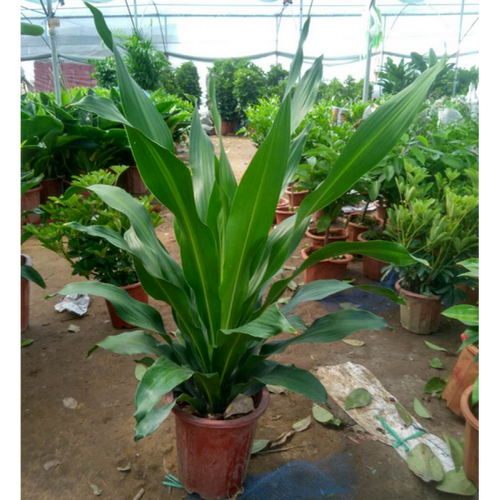 巴西木 绿植盆栽金边巴西铁树盆栽 香龙血树  室内植物  客厅绿植