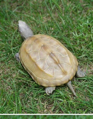 白玉龟小乌龟宠物龟观赏易饲料养外塘金线中华草龟活体白色乌龟