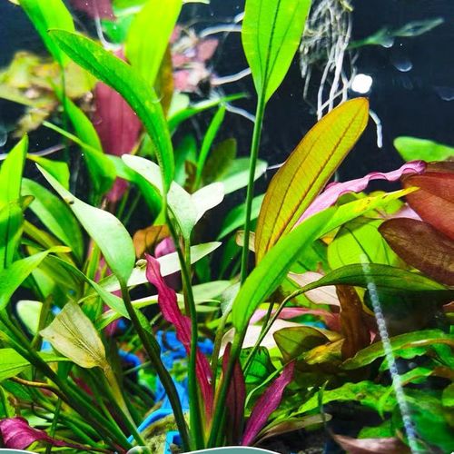 东方美人水草活体大叶绿红九冠红旦头青旦头阴性草鱼缸水族箱造景