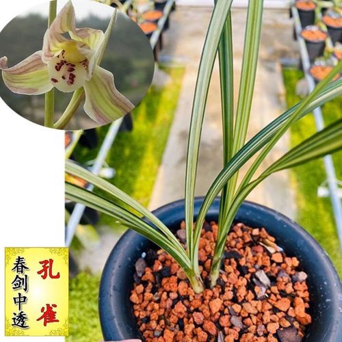 兰花 春剑 孔雀 老种浓香 室内盆栽 室内阳台花卉 办公室绿植