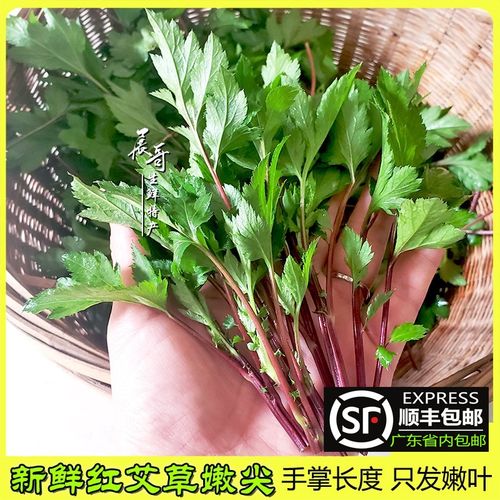 广东顺丰包邮 红艾草新鲜嫩尖1斤珍珠花菜食用红根草姨妈菜鸭脚艾