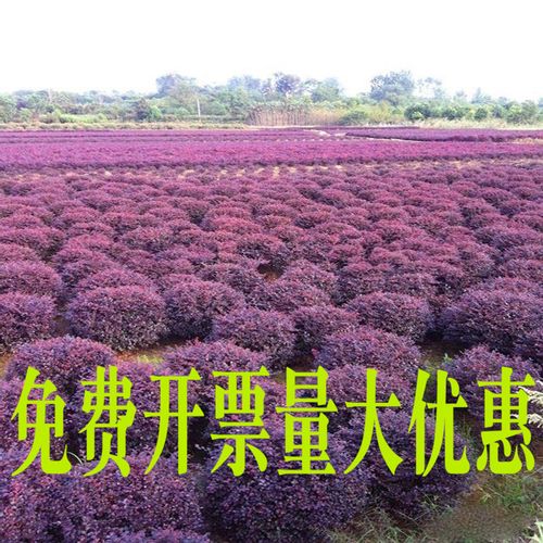 庭院四季常青绿化苗木 红花继木树苗 绿篱花卉植物 红花继木球