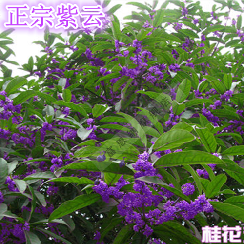 暖春新品云紫色桂花 正宗桂花树苗盆栽桂花树 当年开花苗 6年苗当年