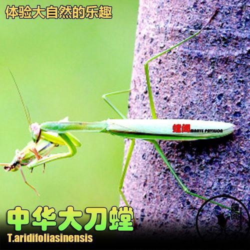 包邮现货中华大刀螳螂活体幼体个性爬宠爬虫宠物活体