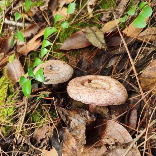 青碟花菌种子黄碟花菌种子蘑菇种子野蘑菇食用菌人工种植菌种