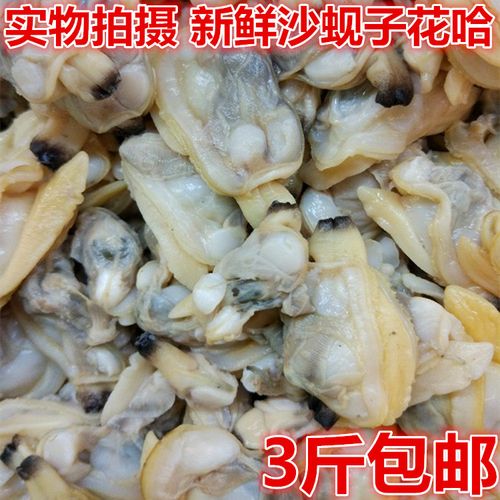 丹东特产原汁花蛤贝肉 沙蚬子肉 花甲肉蛤蜊肉 海贝肉 丹东黄蚬子