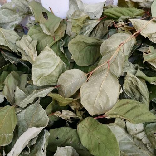 虎杖叶片顺筋龙苦丈叶子顺筋灵500克野生晒干中草药