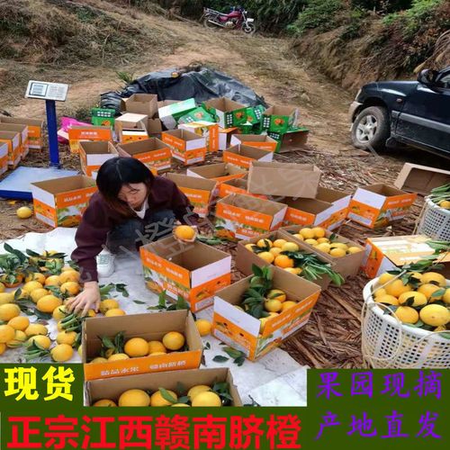 【现摘】正宗赣南脐橙新鲜甜橙子早脐橙九月红健康水果直发5/10斤