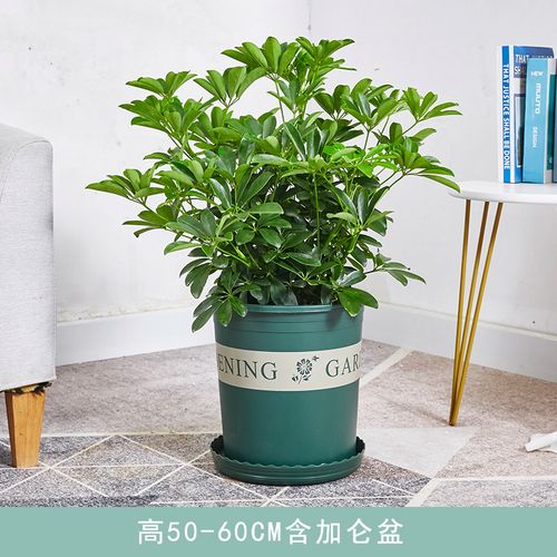 鸭脚木盆栽鹅掌木办公室客厅室内外绿植四季常青清新空气植物花卉 高