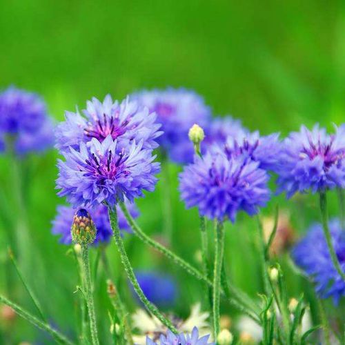 蓝色矢车菊种子翠兰花籽荔枝菊绿化工程花海花卉蓝