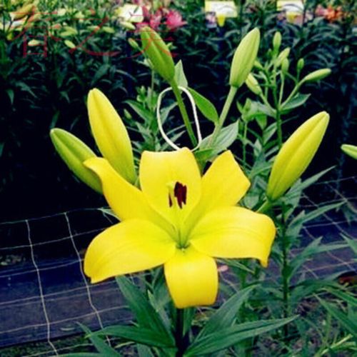 花永芳 百合花种球 带芽香水百合种球 百合花种子球根百合花卉百合