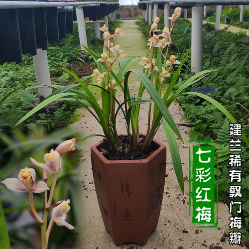 四季 建兰 七彩红梅兰花盆栽植物 名贵 花苗带花苞 极品花卉