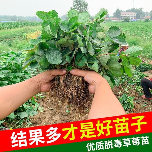 脱毒草莓苗四季盆栽奶油红颜章姬结果大棚种植易活阳台甜宝隋珠