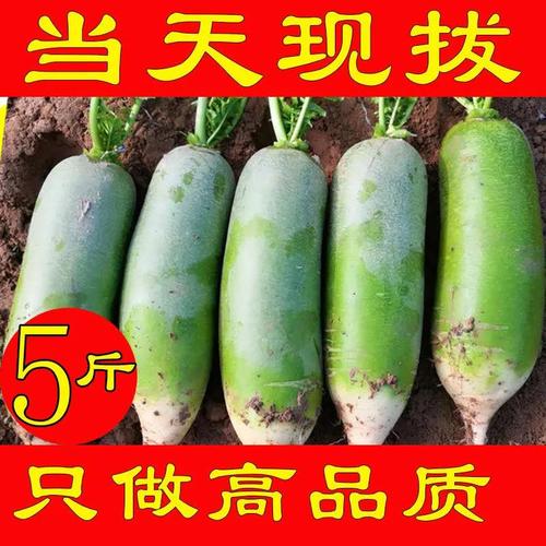 农家自种青萝卜10斤萝卜绿色蔬菜青皮萝卜蔬菜绿萝卜