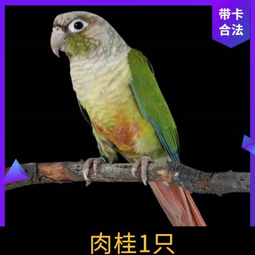观赏鸟家养宠物活体鸟活物鸟和尚活体亲人可上手带标识豪蚨 肉桂1只