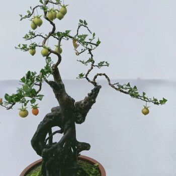 金弹子树桩盆景 黑塔子老桩盆景 两年熟桩 母桩公桩 优选练手桩一颗