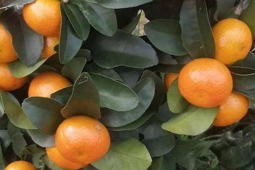 0/斤 广西桂林兴安金秋沙糖桔小胡代办