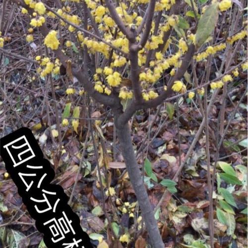 高杆腊梅,虎蹄,素心,盆景盆栽庭院树苗耐寒性浓香型