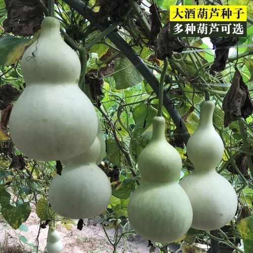 小葫芦种子观赏宝葫芦种子大酒葫芦种子四季观赏文玩室内盆栽阳台