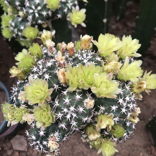 稀有精品绿花短豪刺青花虾仙人球短刺开花机器办公室防辐射吸甲醛