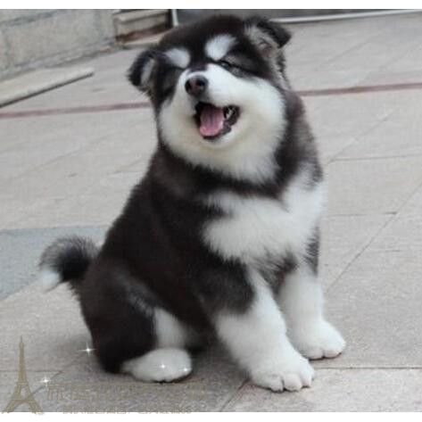 纯种活体巨型阿拉斯加雪橇犬幼犬烟灰色桃脸熊版巨大阿拉斯加74g