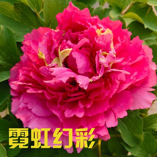 牡丹花苗盆栽大苗洛阳红芳纪乌金带盆土发货3-4月开花 红色2年霓虹焕