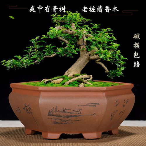 紫砂花盆兰花盆手工刻绘六方君子兰盆室内客厅绿萝花卉植物盆栽【5月