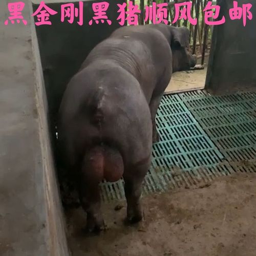 黑金刚猪精黑猪猪精猪精液猪精子猪人工授精配种