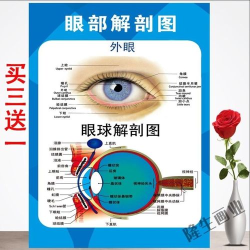 眼睛结构图眼球解剖图剖面图眼镜店矫正挂图眼科海报墙贴宣传图