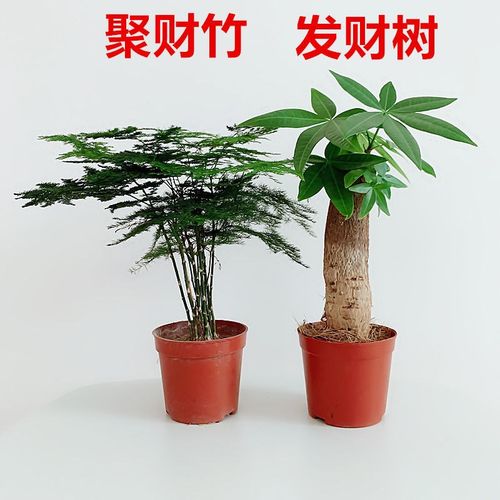 聚财树客厅寓意吸甲醛绿植办公室防辐射发财树好养花卉金钱树
