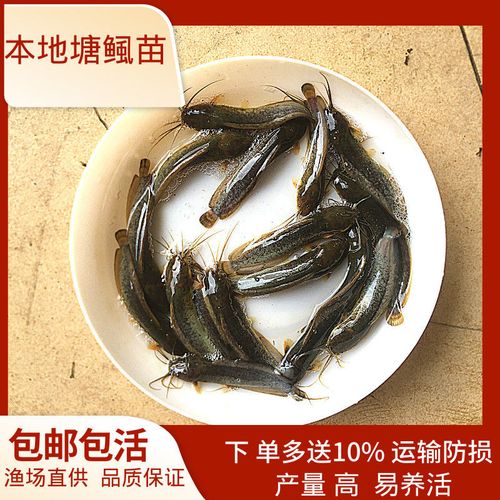 三黄塘鲺鱼苗 本地塘鲺鱼苗 塘角鱼苗杂交塘鲺胡子鲶鱼苗活体 3-5公分