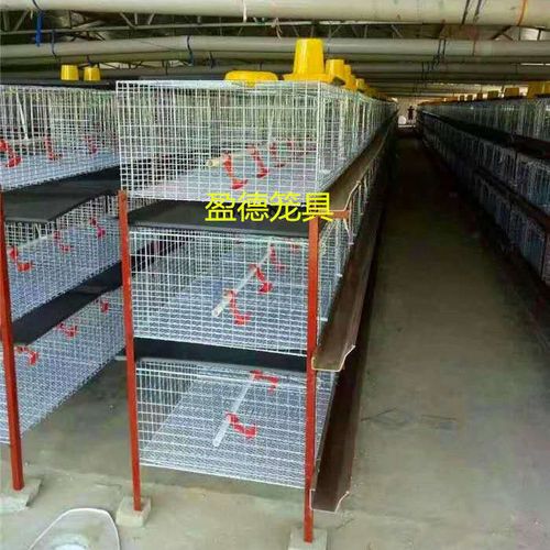 肉鸡笼养殖专用笼子三层立体肉鸡笼子家用小鸡育雏笼小鸡专用笼子