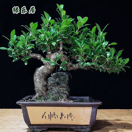 抱石气根台湾虎皮榕盆栽老桩小叶盆栽临水悬崖式造型办公室内绿植
