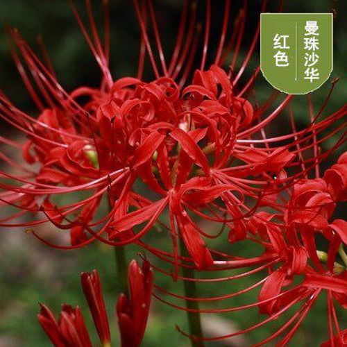 彼岸花种球曼陀罗曼珠沙华花庭院盆栽石蒜花种球种子 8个大球红色 8个