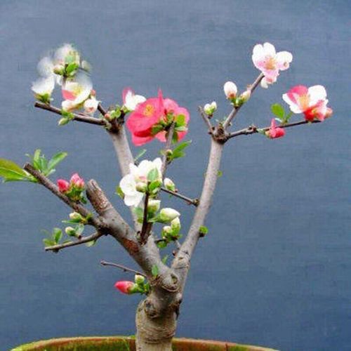 6年嫁接大苗日本海棠苗室内盆栽海棠花苗盆景花卉植物庭院植物海棠