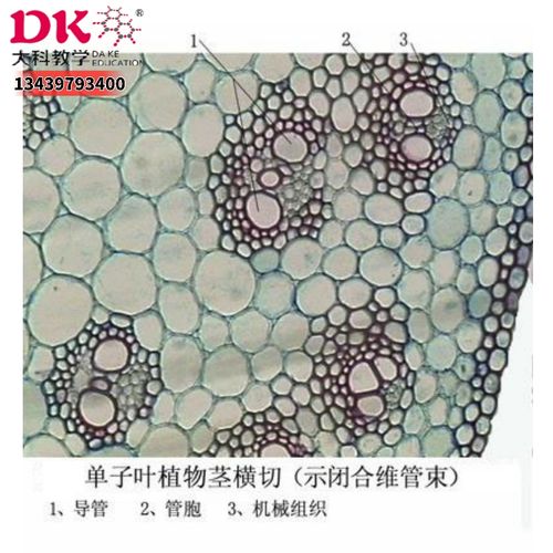 单子叶植物茎横切 生物切片 玻片标本 中小学专用