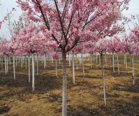 0/棵 日本晚樱  樱花树苗南方种植庭院绿化树苗当年开花正宗日本樱花