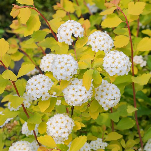 3加仑菱叶绣线菊黄金喷泉多年生阳台庭院花园花镜观花观叶花灌木