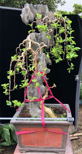 桑葚盆景桑树庭院花园别墅艺术造型树桩盆景绿植花卉启光园艺s001