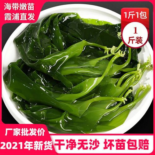 霞浦野生海带苗新鲜特级嫩海带芽凉拌菜非裙带菜三秒火锅食