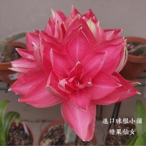 现货 进口朱顶红种球 糖果仙女candy nymph 多年生